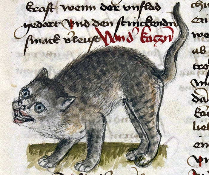 Medievalcat